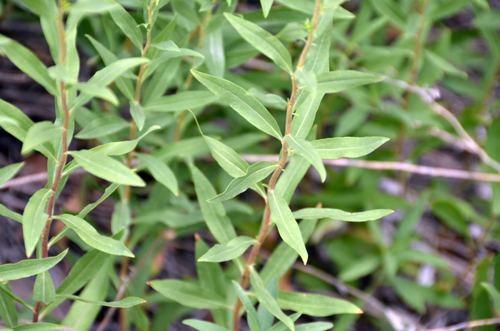 Missouri Goldenrod has green leaves that are slightly rigid and between 4 or 5 inches (10-12 cm) long, gradually becoming smaller up the stem. Solidago missouriensis